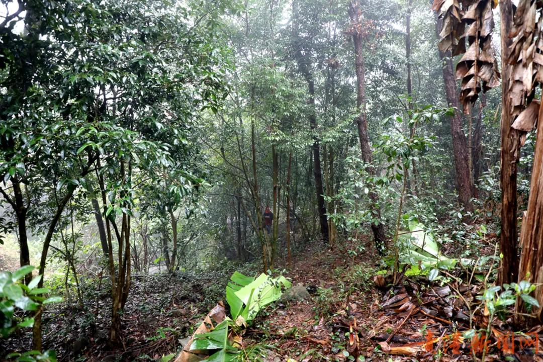 探访藏在高山云雾里的珍稀野生始祖茶