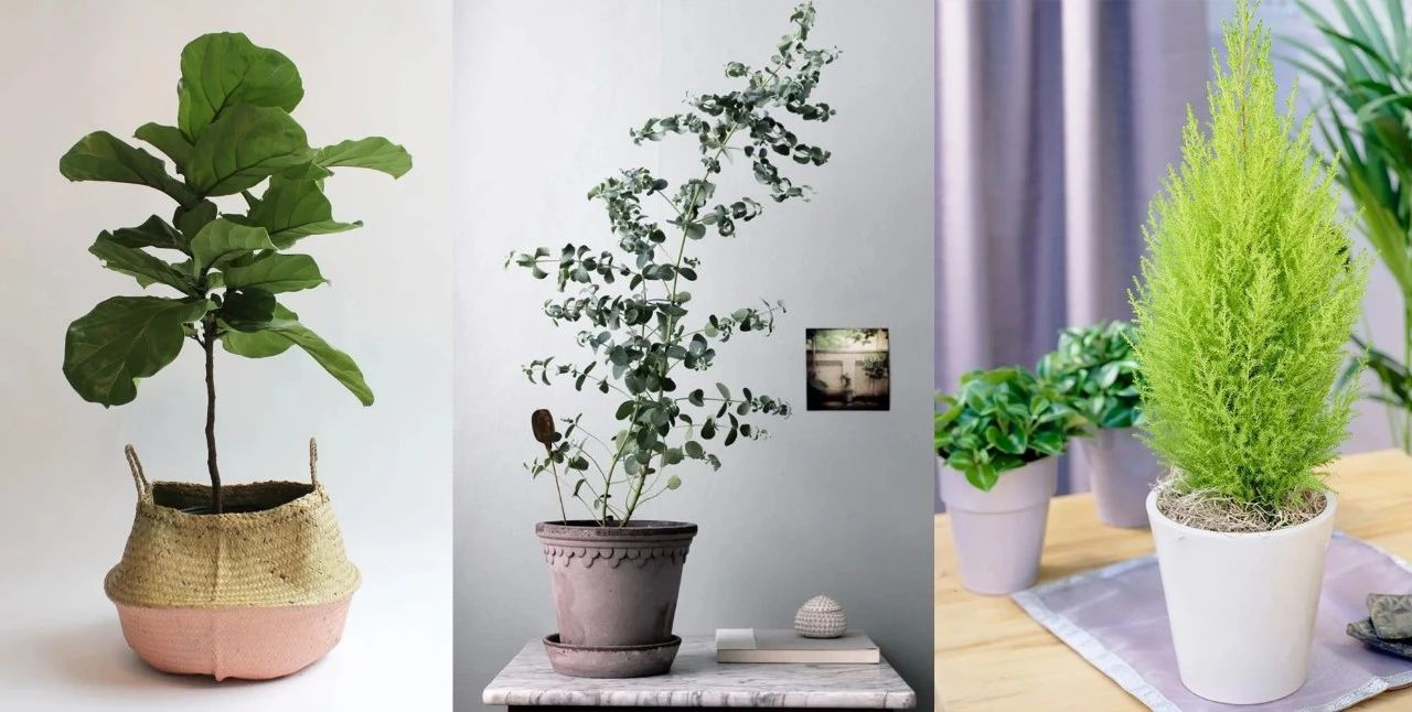 能長到1米5左右的大型綠植 別亂選 這6種耐陰耐旱易養活 養花交流 Mdeditor