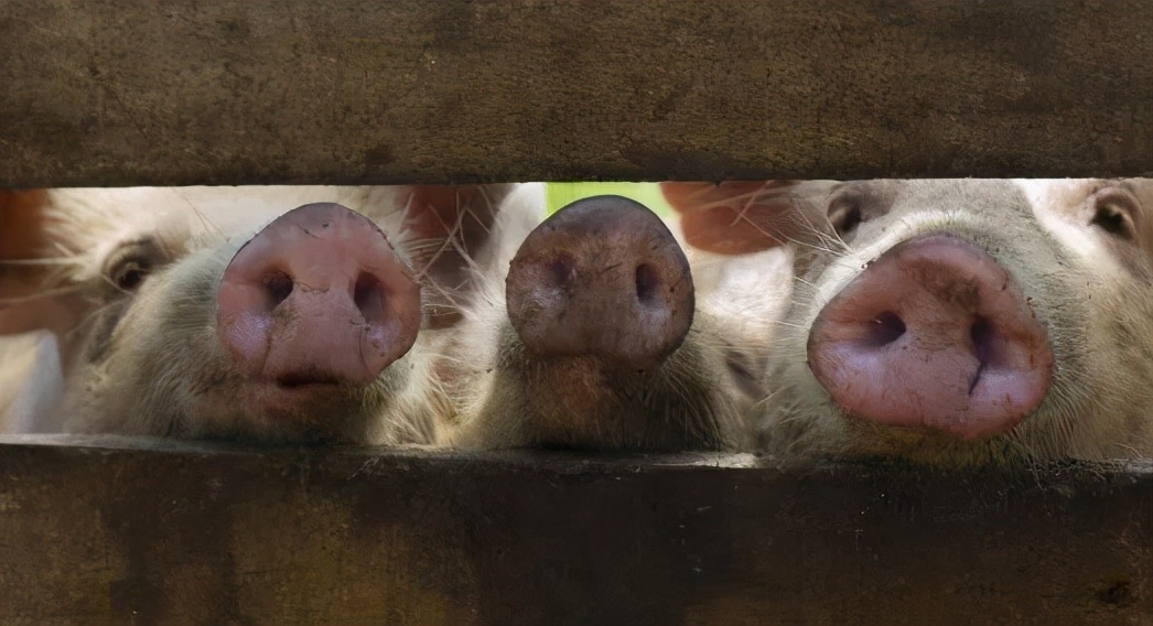 " fast give " do obeisance to ascend: Get ready to strengthen cooperation with China; This harbor " have a background " will enter punishment blame; Li Zhiying Huang Zhifeng today arraign