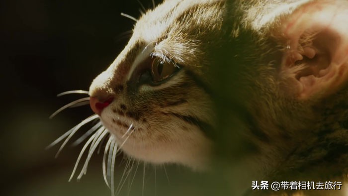 世界上最小的猫(它们是世界上最小的猫，只有30厘米长，如今濒临灭绝)