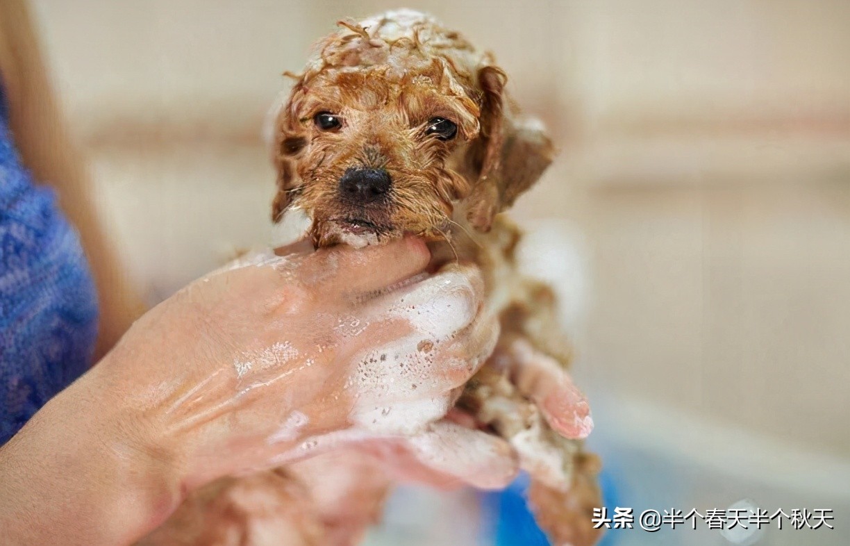 給寵物狗洗澡的正確方法，你要知道的 - Marotify - 生活網
