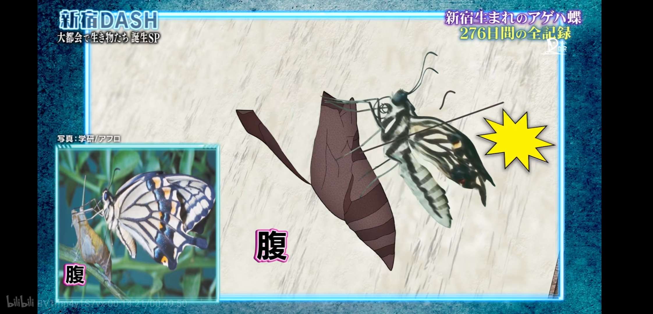 胆小慎入！这个日本综艺，花276天把一只大青虫拍得热血又中二