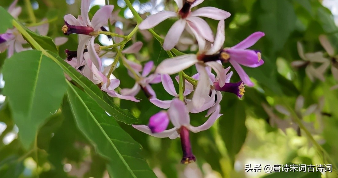 小雨轻风落楝花-第2张图片-诗句网