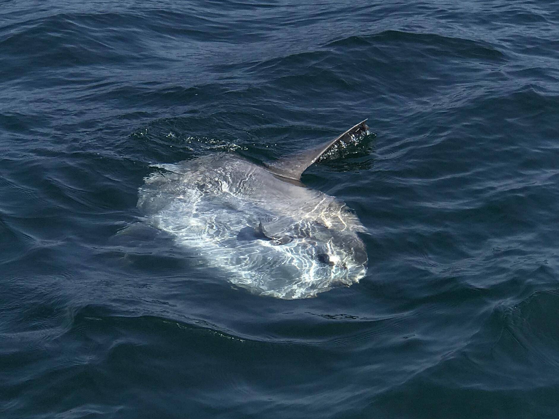 世界上最傻動物翻車魚，完全沒有自保能力，被海豹吃掉也無動于衷