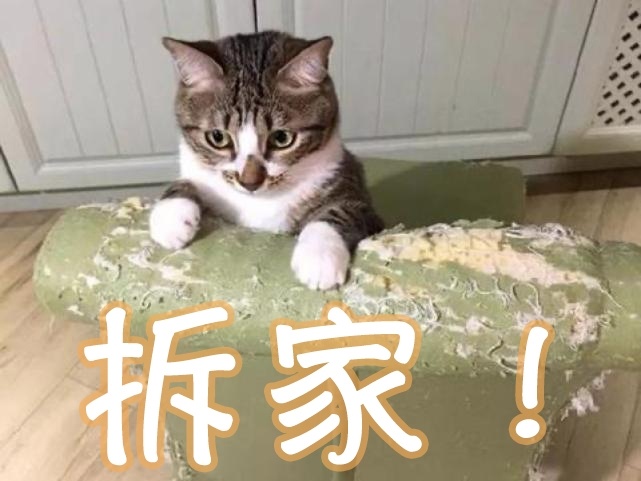 养宠家庭的“装修秘笈”┃ 东方一木科普