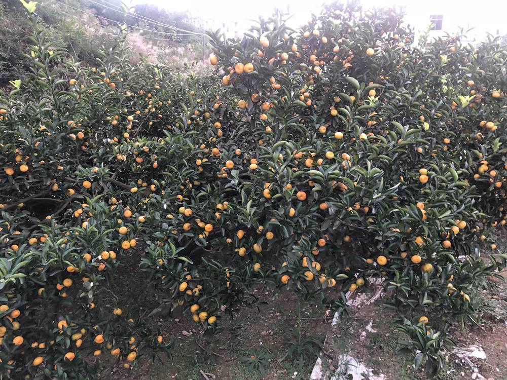 上饶出产“南丰蜜桔”