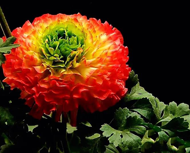 花毛莨及常见品种介绍 附图 李彬文 Mdeditor