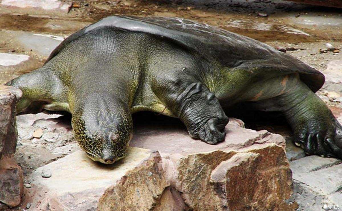 最濒危的动物斑鳖全世界只剩下4只唯一的雌性在越南被发现