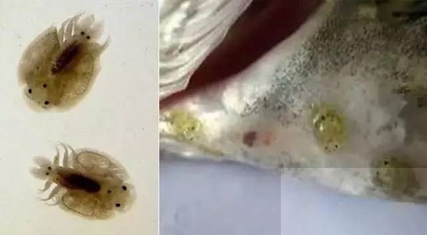 系统了解 病毒性鱼病 细菌性鱼病 真菌性鱼病 鱼类寄生虫性病 实用养鱼 西南渔业网 丰祥渔业网 永川水花网 水产养殖专业网站欢迎您的光临