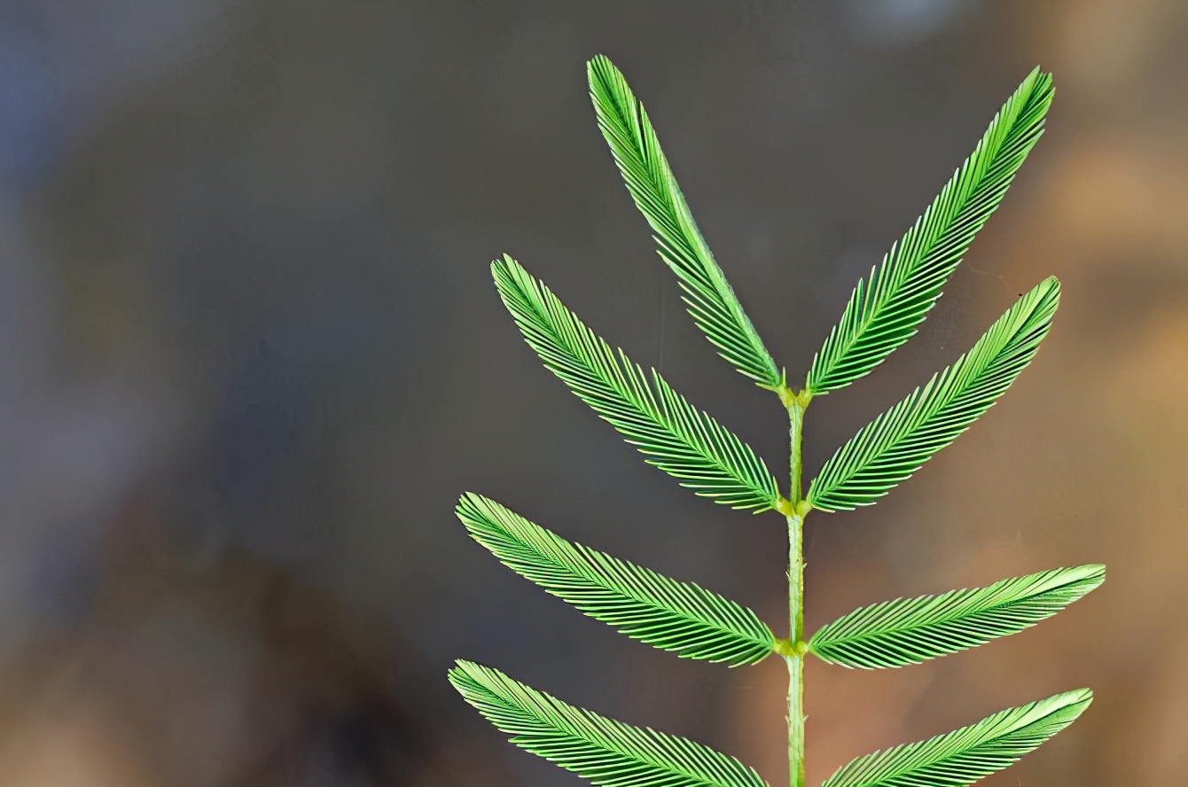 我喜欢含羞草作文300观察含羞草的特点