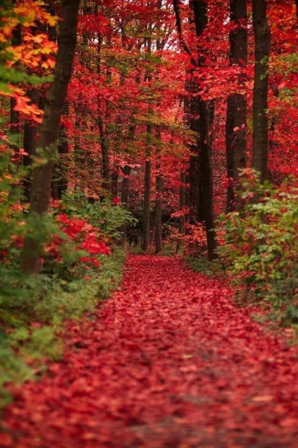 秋风起，在秋天里，赴一场诗意之约-第15张图片-诗句网