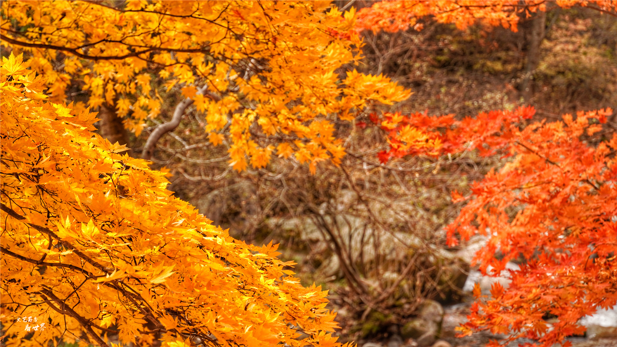 本溪有一个可以自驾游览的景区，观赏红叶绝美，今年秋天不能错过