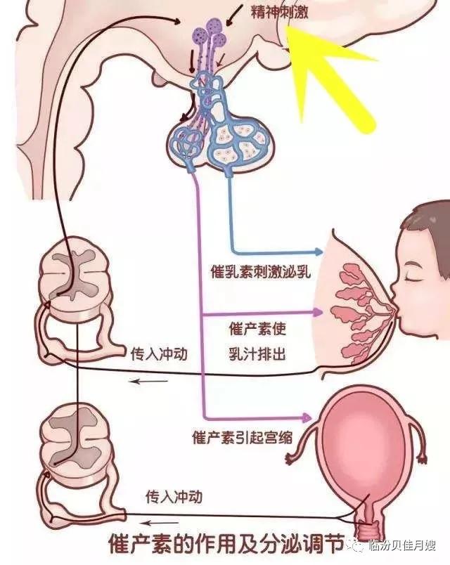 母乳不够怎么办，如何给宝宝吃