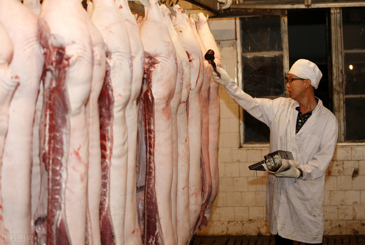 猪肉价格大幅回落，市场却消费不动了！猪肉为啥突然不“香”了？-第2张图片-大千世界