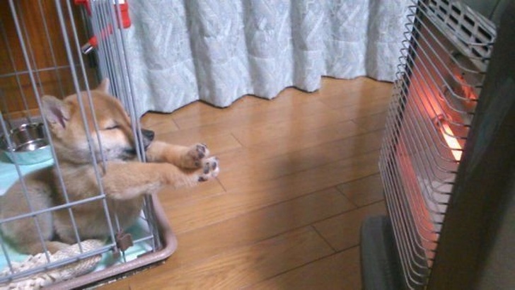 20張狗狗蠢萌搞笑照片：攤牌了！不裝了！我就是來騙你們養狗的