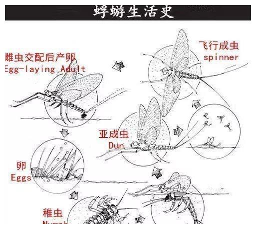 河南邓州蜉蝣爆发 意味着什么 河南,邓州,蜉蝣,爆发,意味