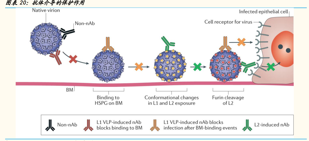 神州细胞专题研究：十数年磨一剑，中国首个重组八因子重磅上市