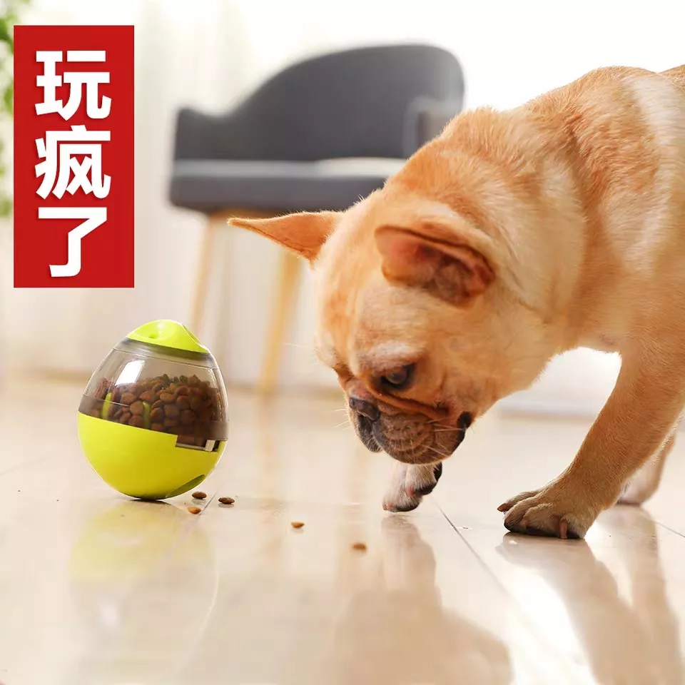 狗子吃東西狼吞虎咽，主人該怎樣改善？