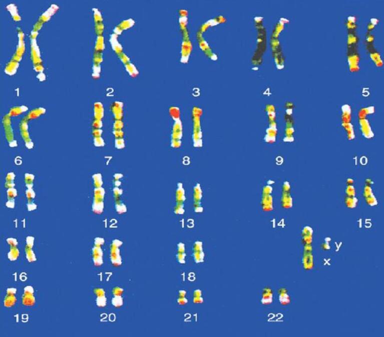 人类的染色体地球上的大多数物种都在向有性繁殖的方向前进.
