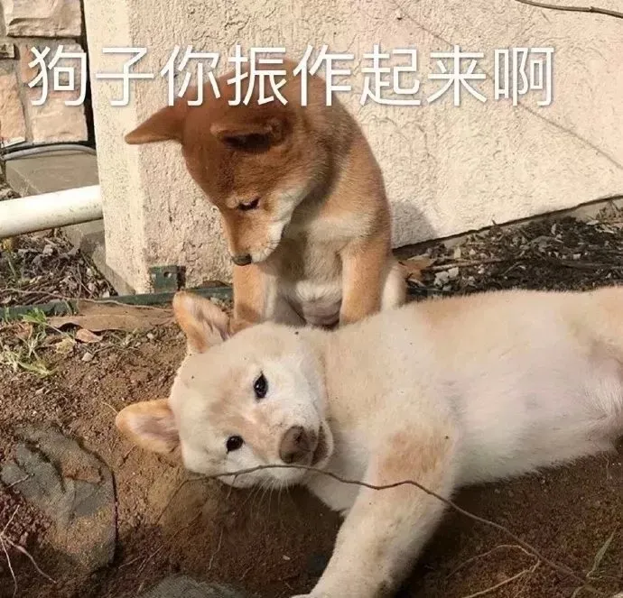 郑爽一句话惹怒老好人何炅：你不是小仙女，也