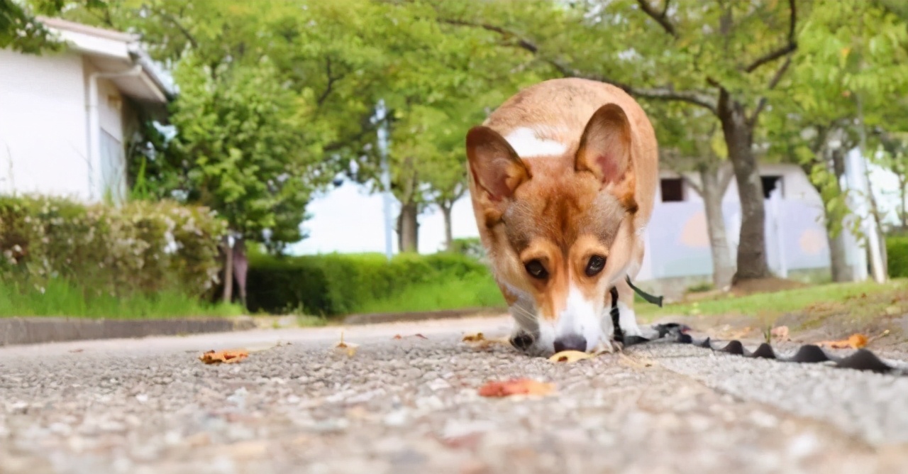 关于狗子的21个神奇冷知识，知道一半的都很了不起