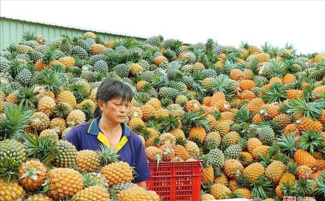 凤梨禁令后，台当局呼吁应对严峻挑战，大陆网友：这就挑战了吗-第1张图片-大千世界