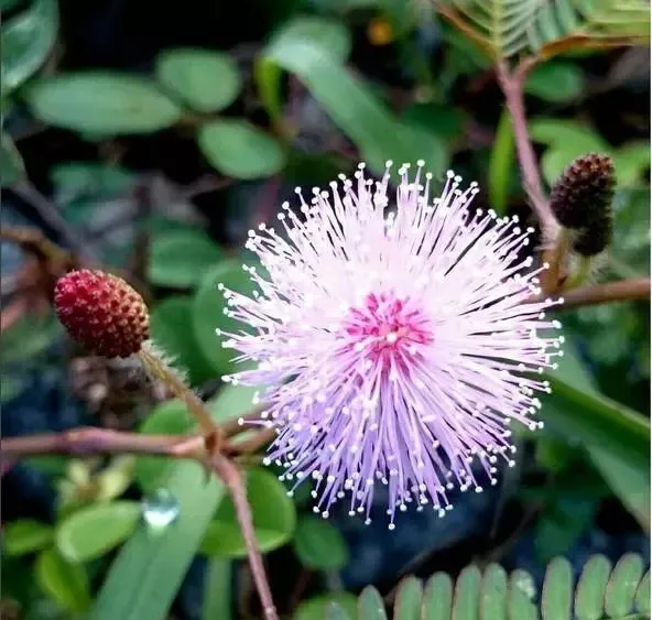 160種· 奇花異草，絕對有你沒見過的！ 「上部分」