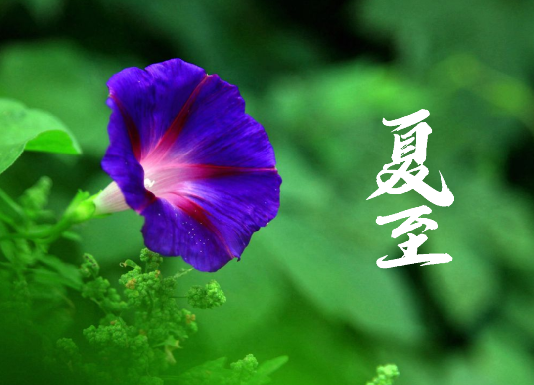 在古诗词里，寻找夏日的美好-第23张图片-非凡网