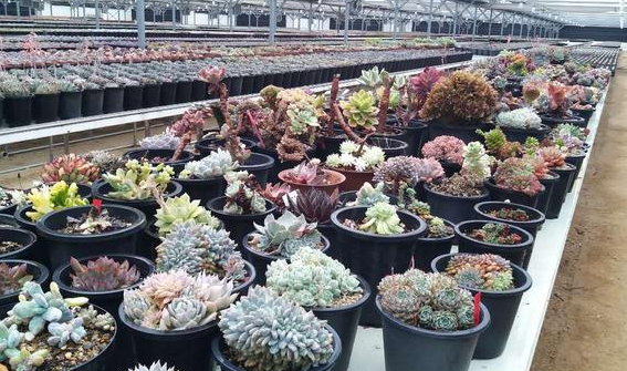 网购花卉易“受骗”，生气又费钱？教你3点别再“看走眼”