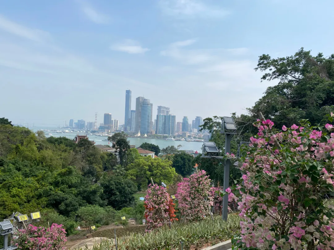 鼓浪屿花景惊艳“上新”,华丽蜕变春日绽放