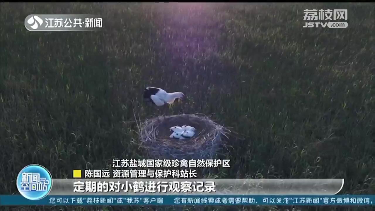 盐城珍禽保护区连续五年发现野外自然孵化丹顶鹤