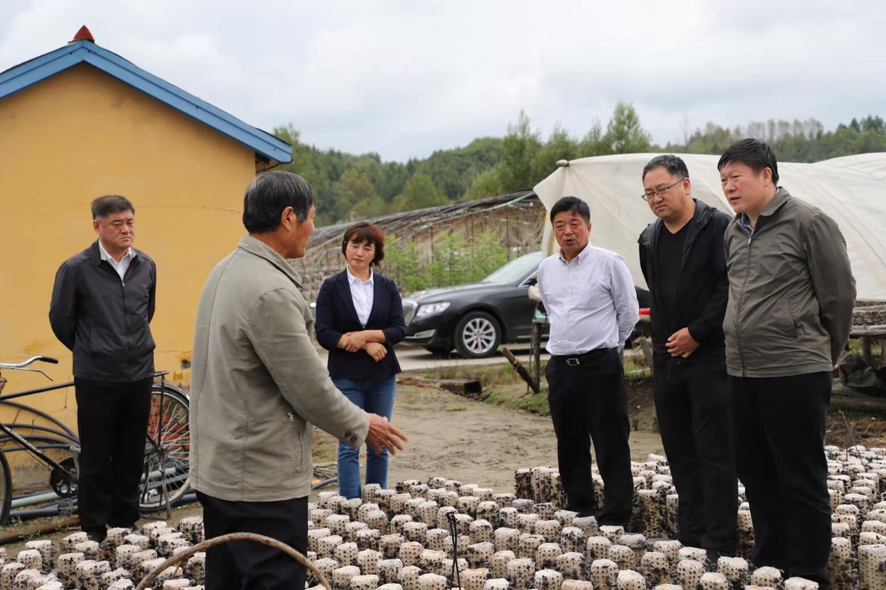 “黑牡丹”绽放黄松甸，白山灵水毓珍奇