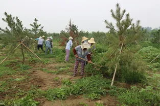 「养护管理」 园林人必备技术：园林植物的养护管理措施和方法