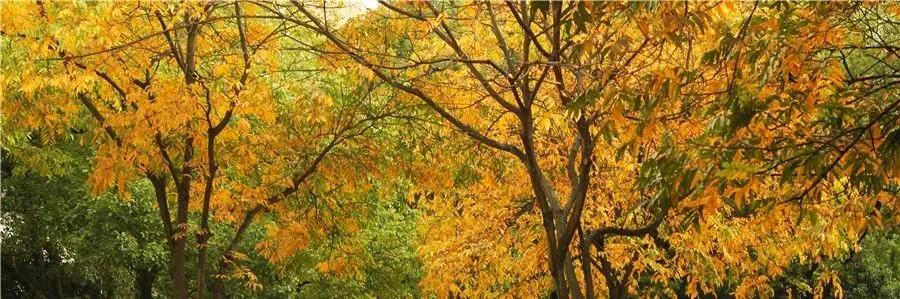 武汉这个漫长的秋天，是大自然馈赠的礼物啊