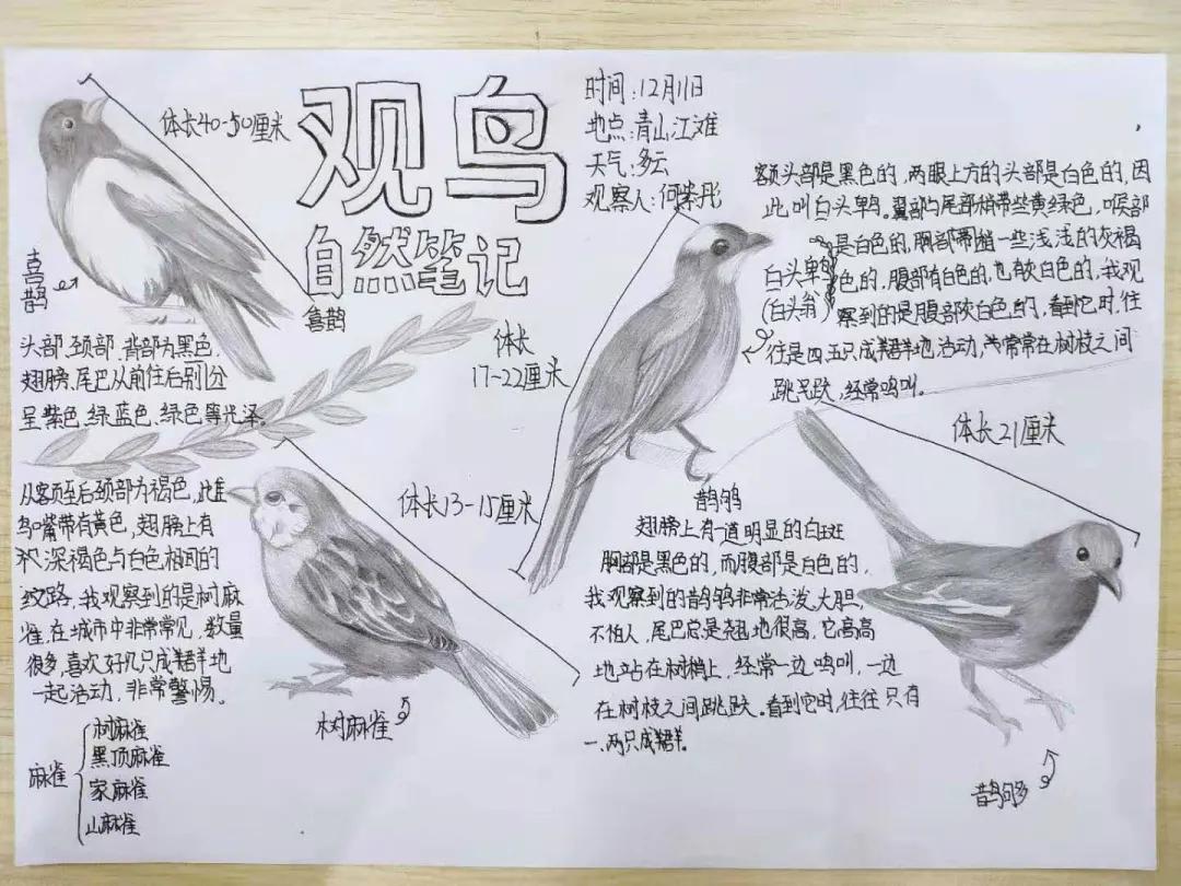 生态研学｜江滩观鸟 用另外一种方式打开大自然