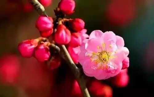 全國(guó)56個(gè)城市的市花，你是否全都了解？
