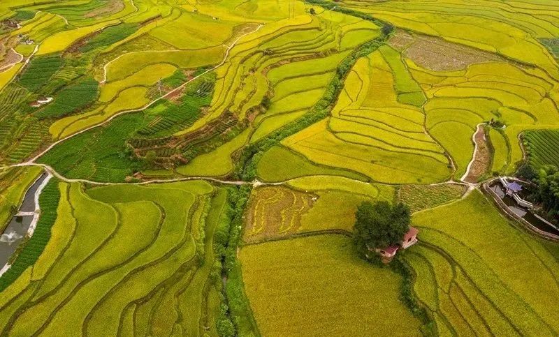 高粱红了！稻子黄了！泸州田野“丰”景如画~