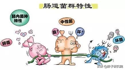 双歧杆菌的十大神奇功能
