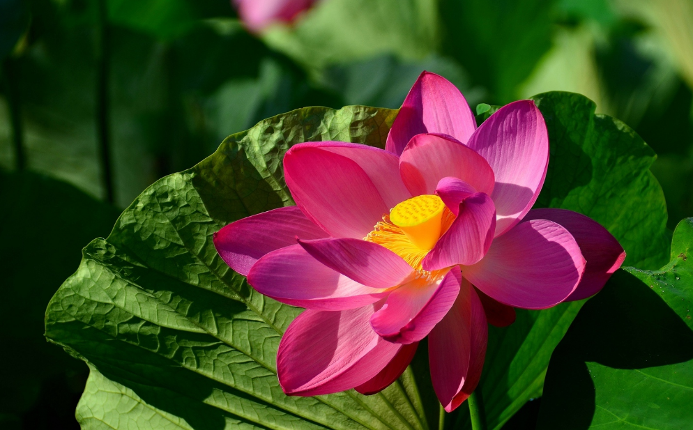 江南可采莲，十首采莲的诗词，带你欣赏荷塘的美景-第15张图片-诗句网