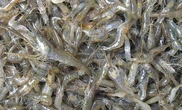 加州鲈鱼养殖模式分析：投喂方式、放养水体、常见病害的分享