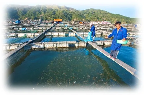 中国饲料产量稳居世界第一!看看我国饲料加工技术经历过哪些变化