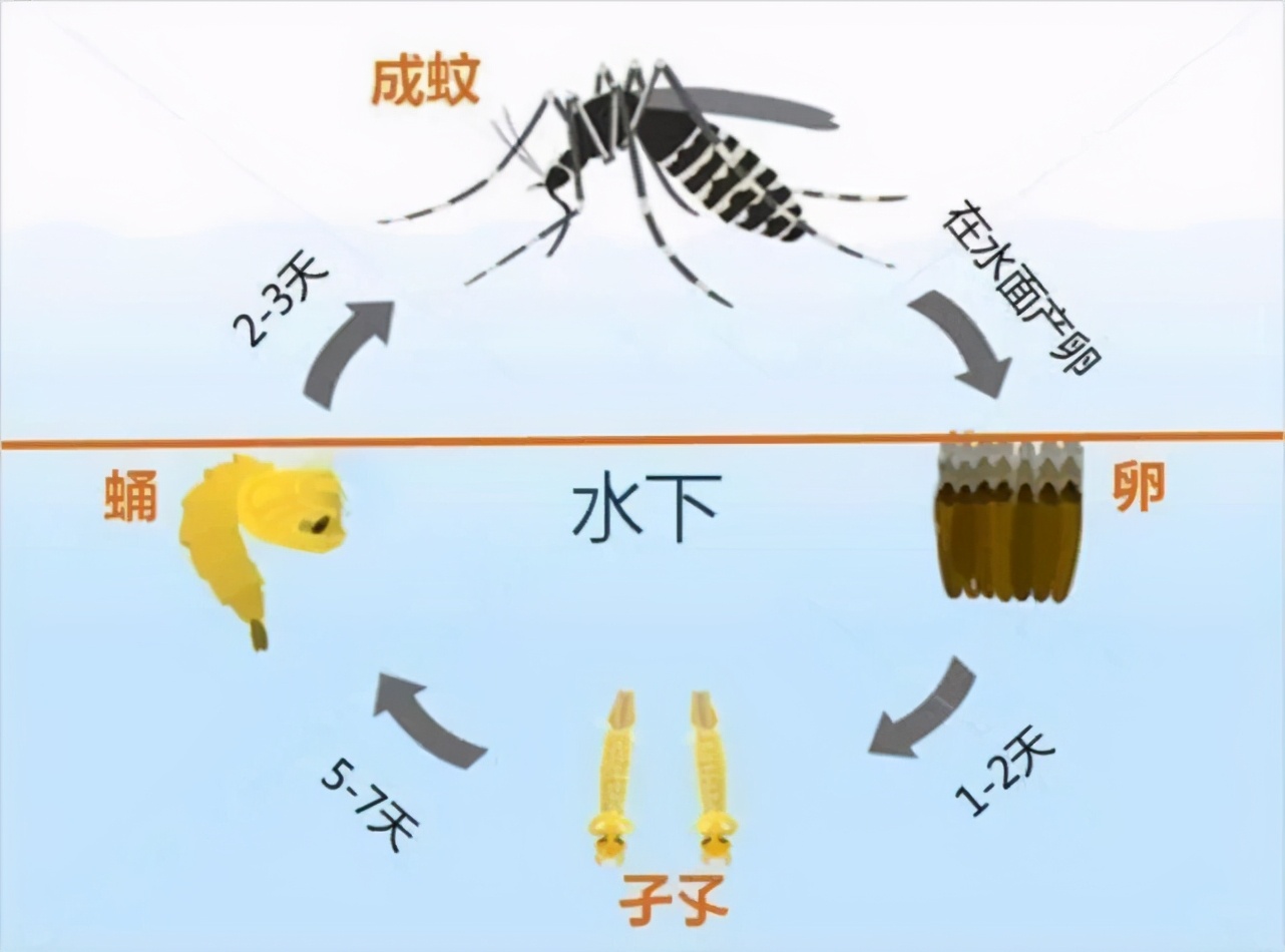 每天吃幾百只蚊子的食蚊魚，蘇聯(lián)為其立碑，卻成人類滅蚊史的烏龍