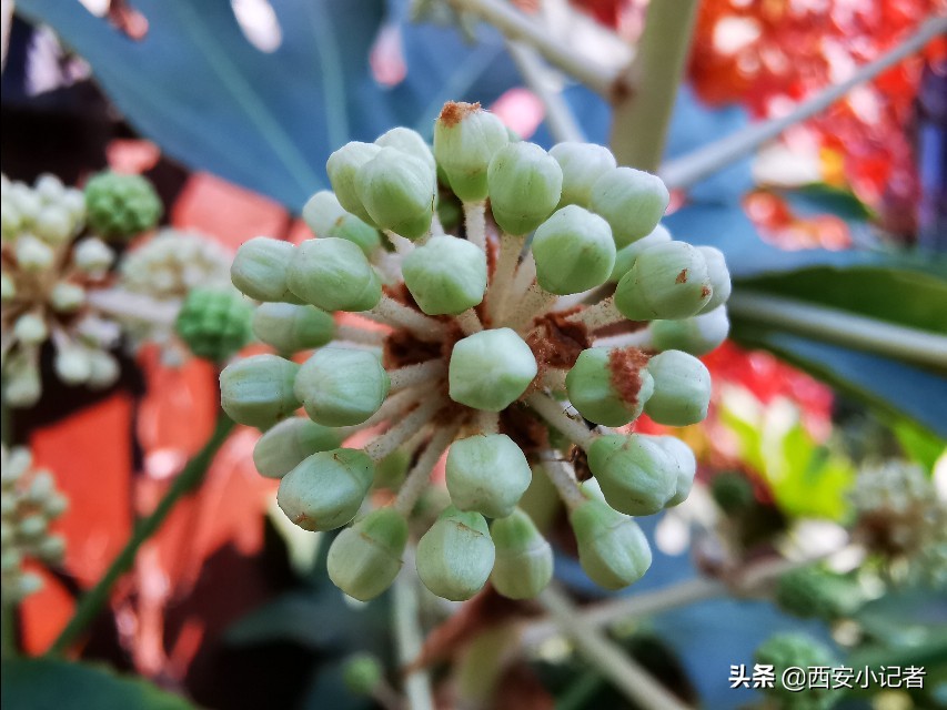 西安小记者青少年摄影活动
