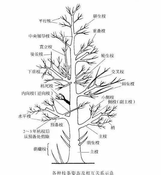 园林景观-乔木、灌木、藤本植物养护技术规范