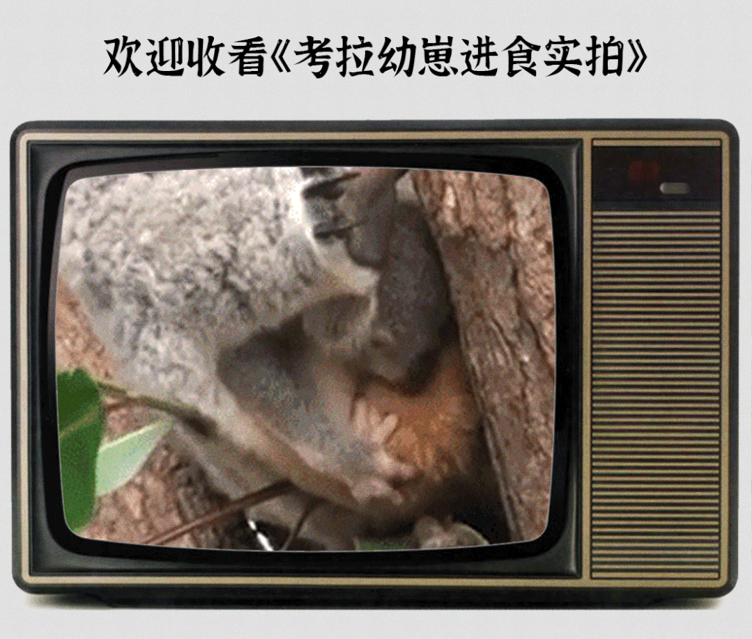 吃屎長大，一生嗑“毒”，這么萌的動物卻這么慘？