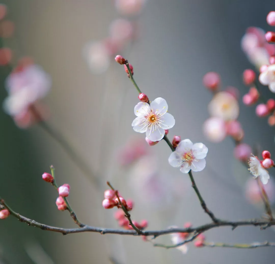 中国十大名花，美呆了