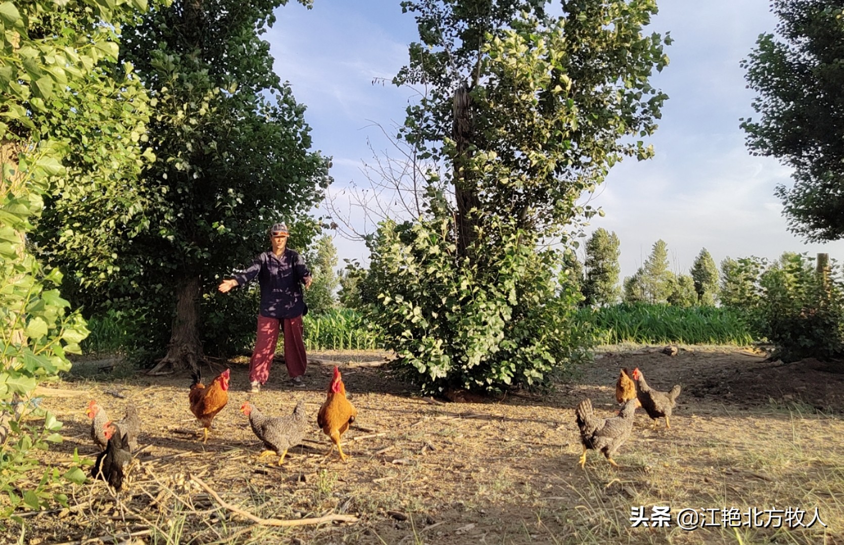 靠養(yǎng)殖到底能不能致富？江艷實(shí)話實(shí)說(shuō)，再聽(tīng)聽(tīng)她的致富經(jīng)
