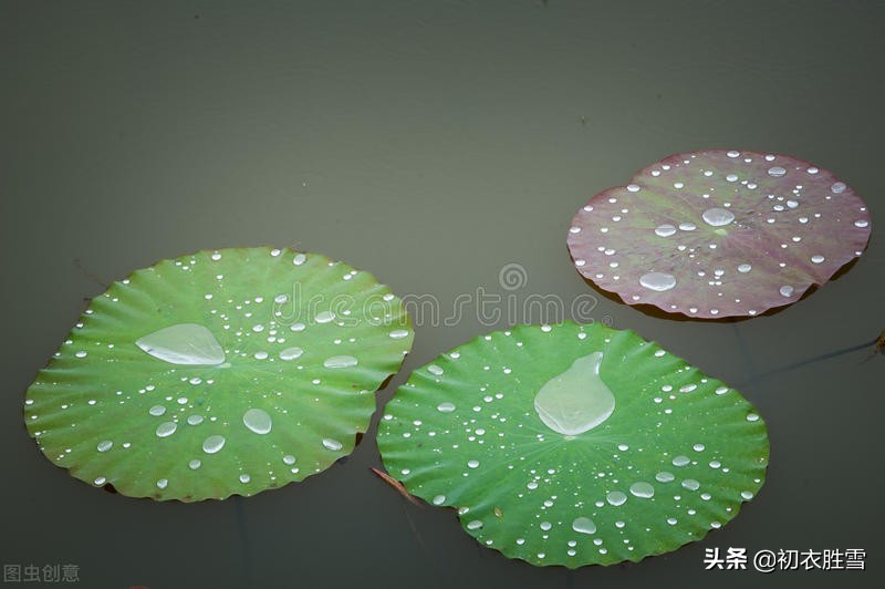荷叶美诗六首赏读：爱莲尽爱花，而我独爱叶-第3张图片-非凡网