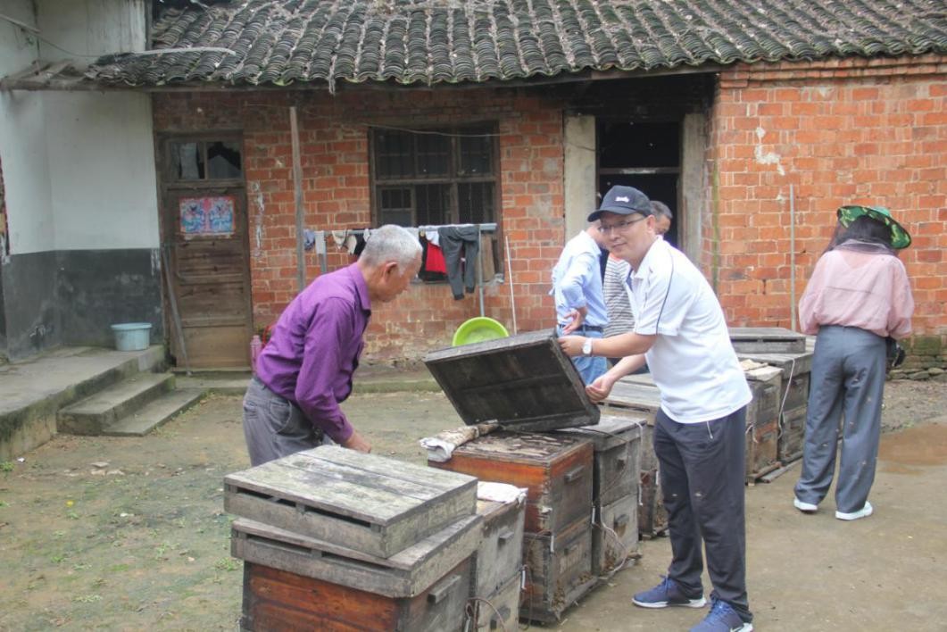 十箱蜜蜂显真情 孝感市政协委员爱心接力助同乐村村民脱贫