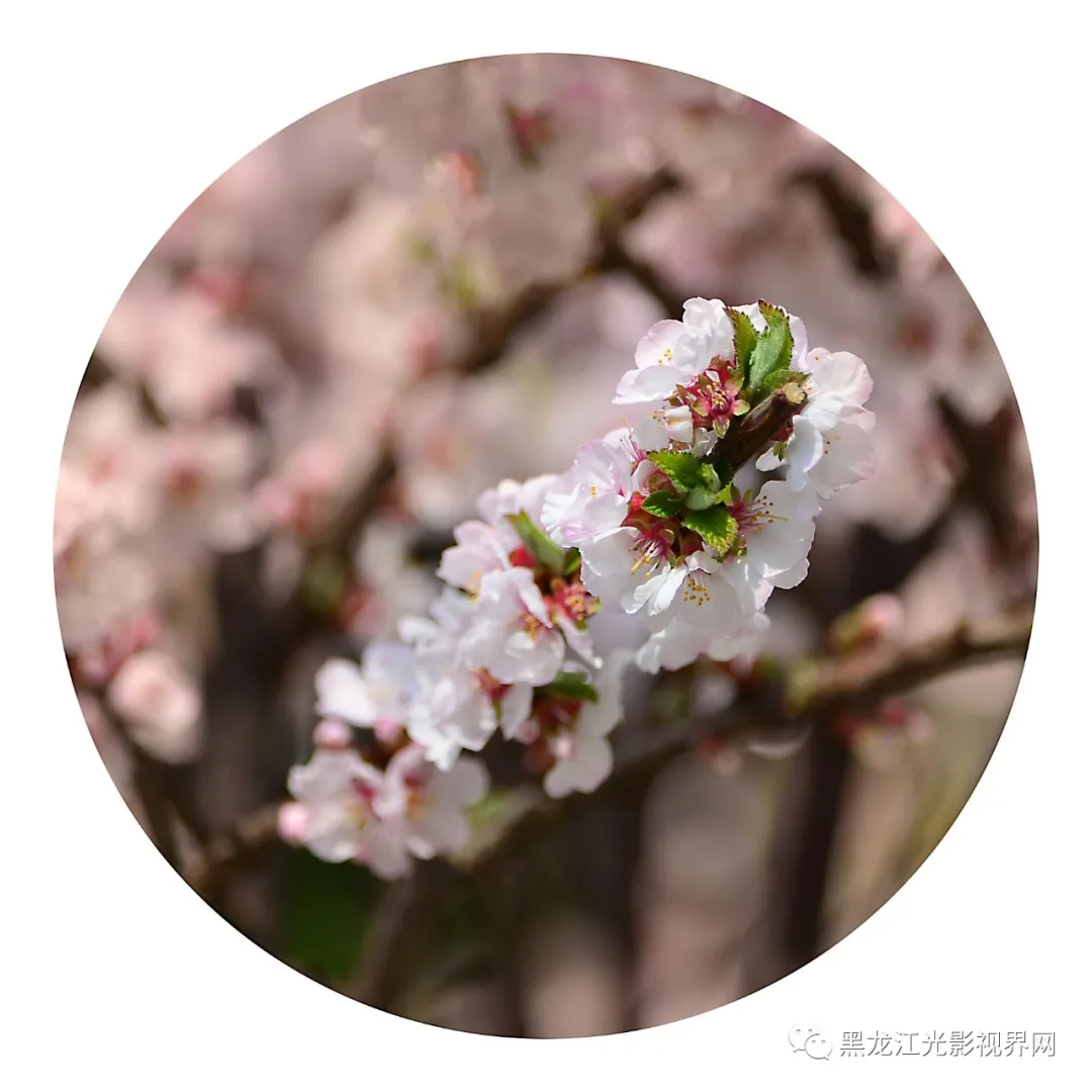五月的鲜花再次“绽放”,你来了吗?